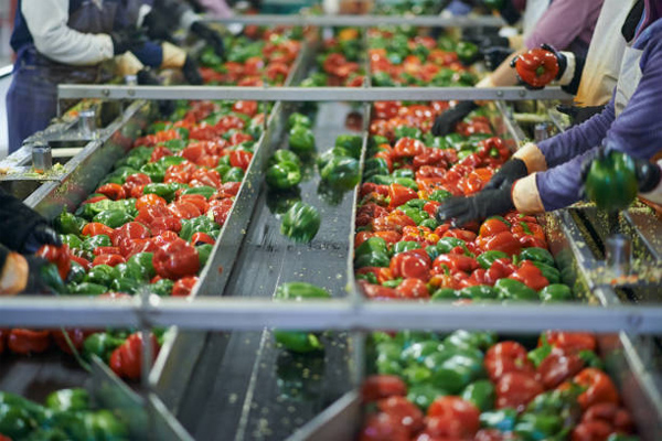 factory workers sorting through peppers on a conveyor belt - Lafi