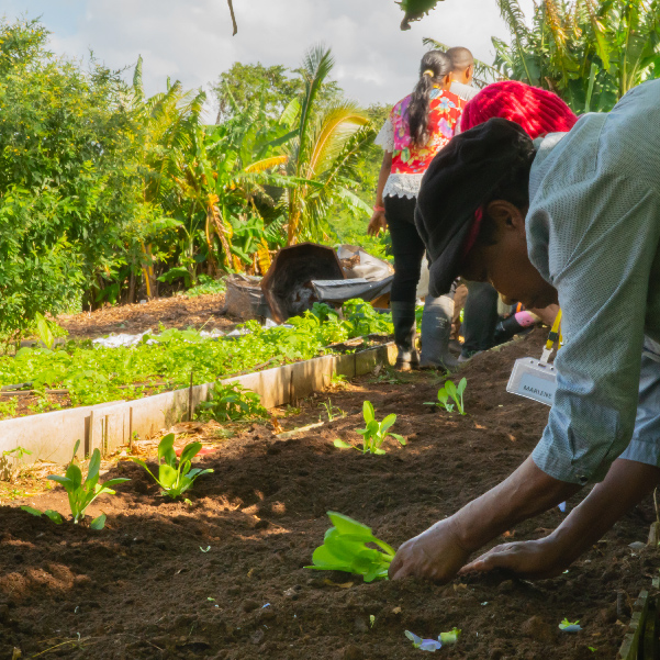 Planting vegetables in Mauritius - Lafi