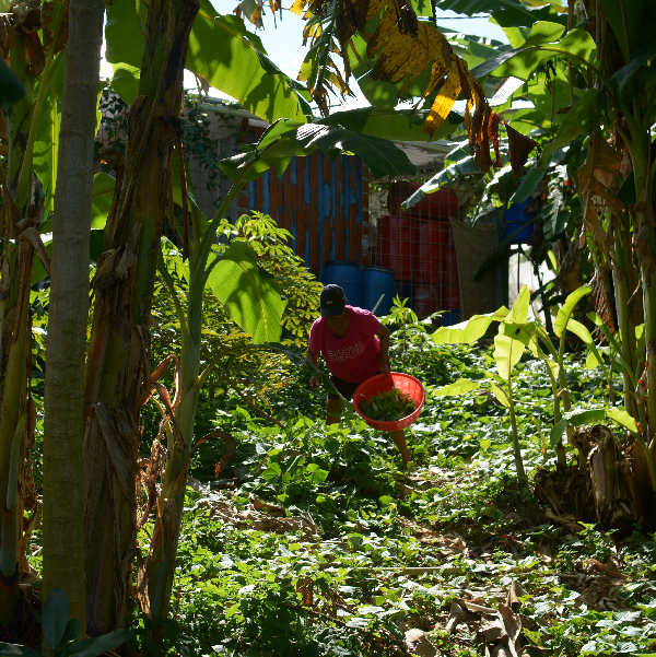 Harvesting plants in Mauritius - Lafi