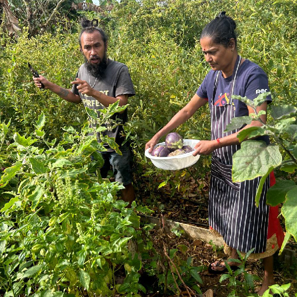 Vegetables harvesting at Eco Sud - Lafi