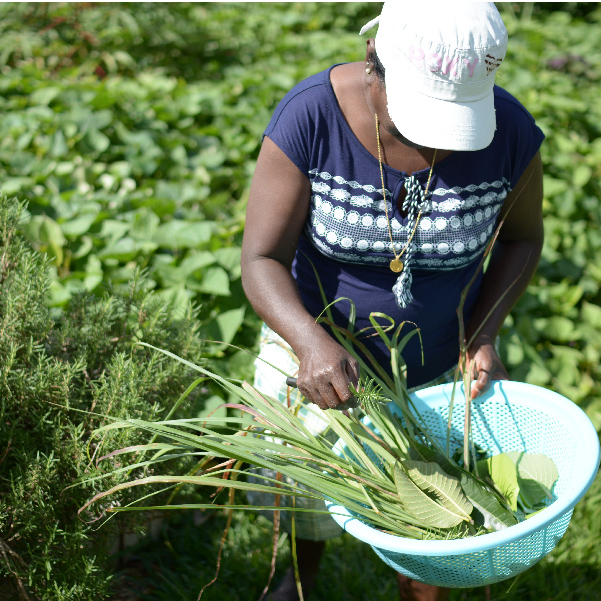 Harvesting vegetables in Mauritius - Lafi